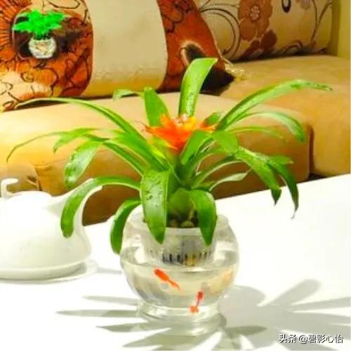 鸿运当头出小芽是不是花要开败了,鸿运当头花败了怎么浇水