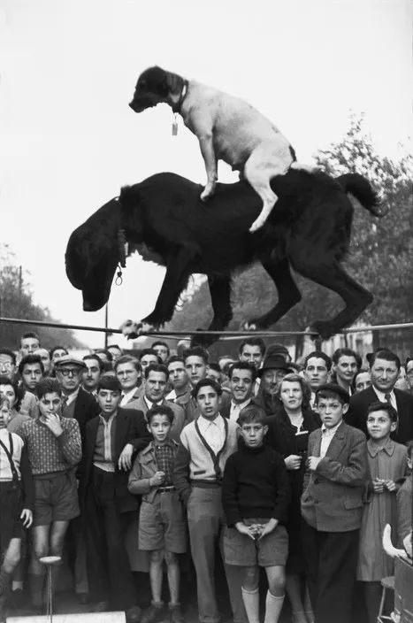 犬的记忆｜世界摄影经典