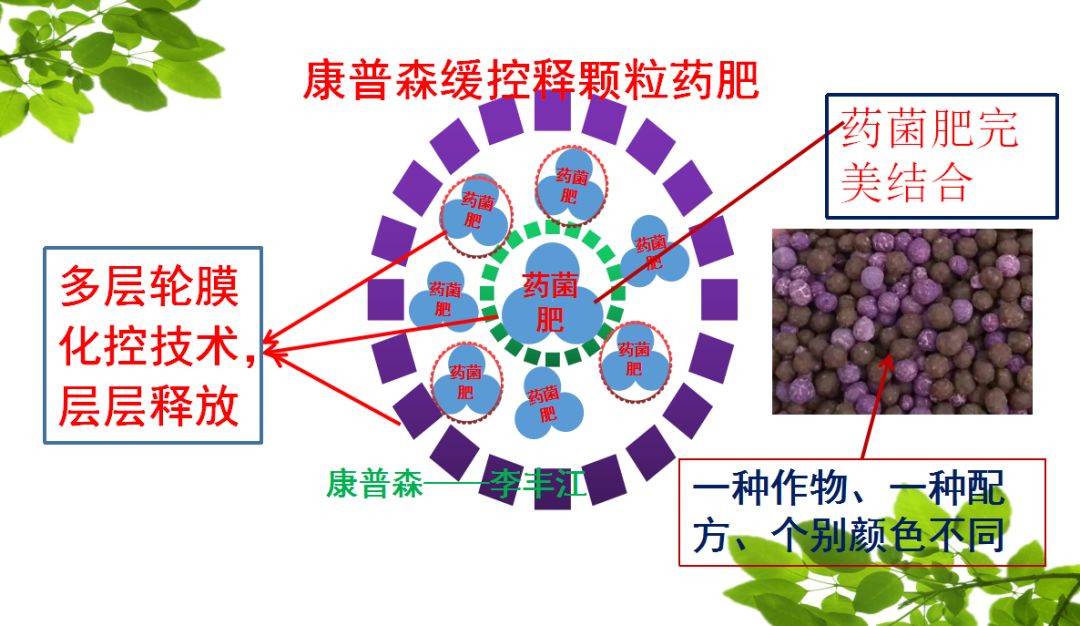 大葱斑潜蝇蓟马使用什么药最好,大葱潜叶蝇最佳防治方法