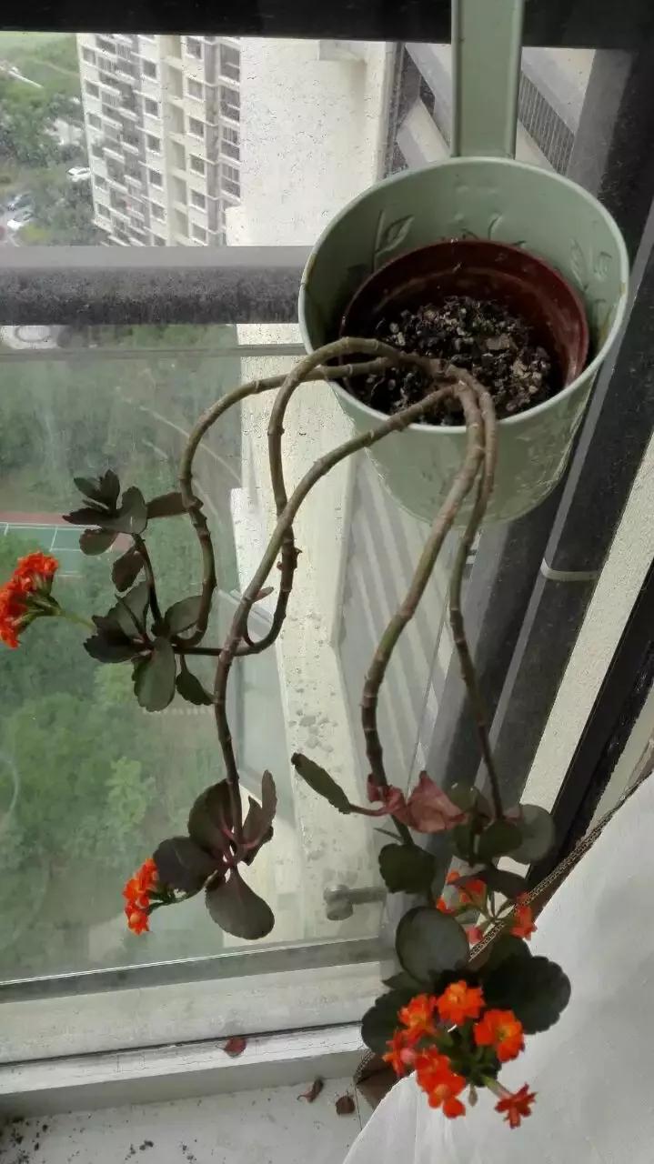 阳台上最美的小花,阳台上盛开的一朵小花