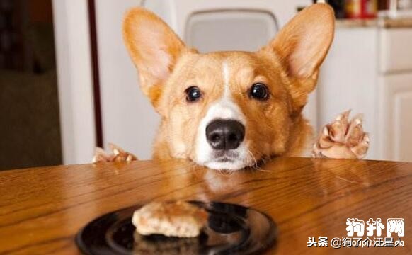 小狗吃多了怎么补救,小狗一次吃多了怎么办