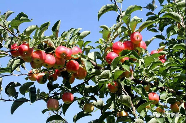 45万奈曼人的名片,太漂亮了!除了中华麦饭石你还知多少?