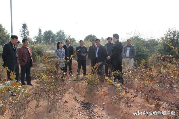 野生菝葜金刚刺,菝葜种植
