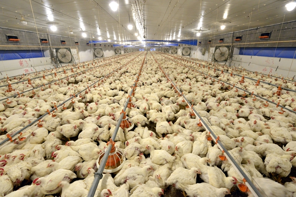 鸡冠白色啥病怎么治,鸡黑冠病最佳治疗方法