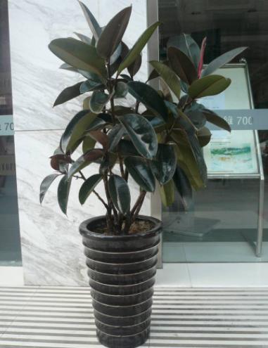 橡皮树叶子发红怎么处理,橡皮树为什么叶子变黄