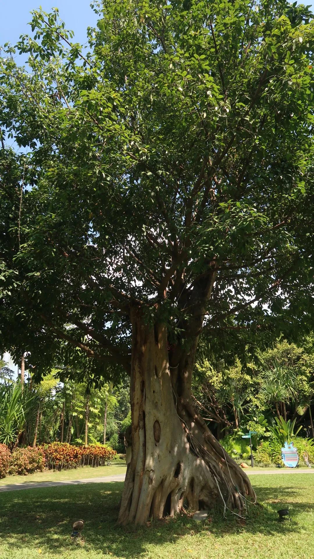 西双版纳3000家酒店，怎么选体验感才最好？