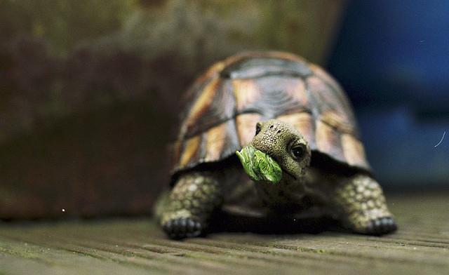能允许养殖的陆龟,陆龟养殖环境越大越好吗