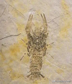 中国小龙虾地图,小龙虾源头国家