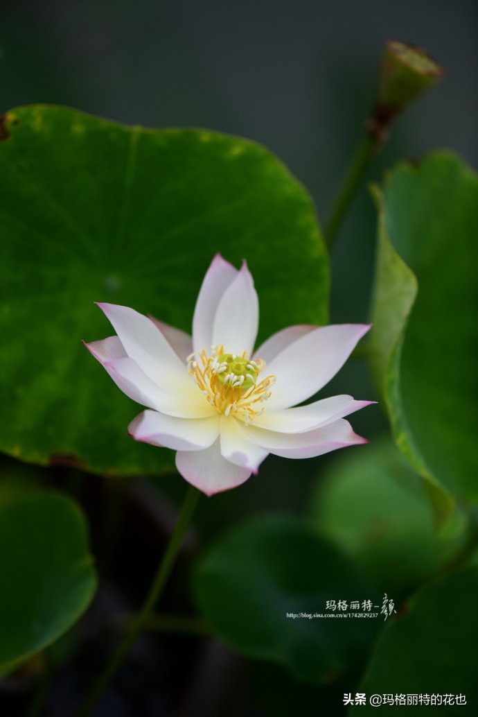 碗莲种子种植步骤及注意事项,碗莲种植方法超简单的快来看看吧