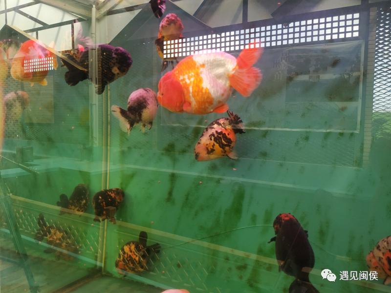 美得“惊动”中央媒体？说的是闽侯这个招牌