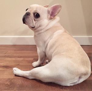 法国斗牛犬有体臭掉毛吗,斗牛犬掉毛体臭严重怎么办