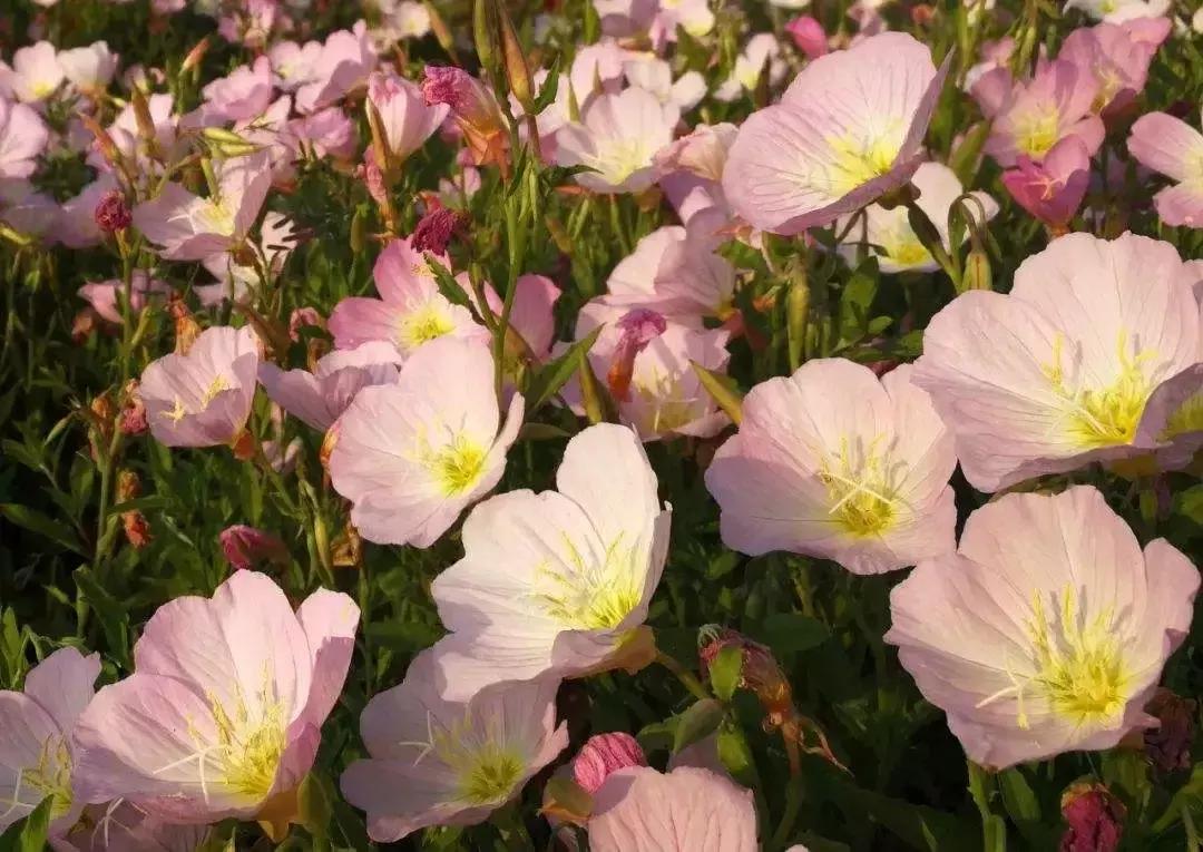 花儿养不好一定要学会这几招,花儿总是养不活