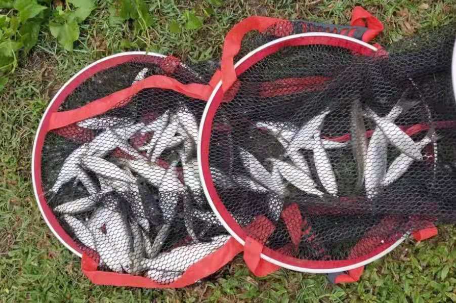 饵料下沉怎么避开小白条,饵料还没落水白条就跟着走