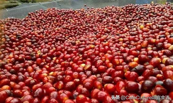 咖啡有哪些品种,普洱咖啡品种