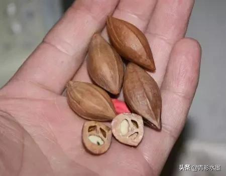 橄榄核适合初学者的核雕图案,橄榄核雕价值