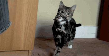 猫咪身体里的神奇小开关,小猫咪身上的几个神奇的器官