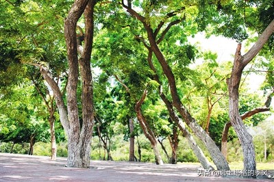 海南养老性价比最高的两座城,海南养老公寓最好的包吃包住价格