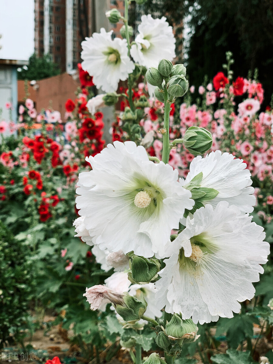 四川一种名花:花叶可食、全株入药,一开就是180天,又美又强大