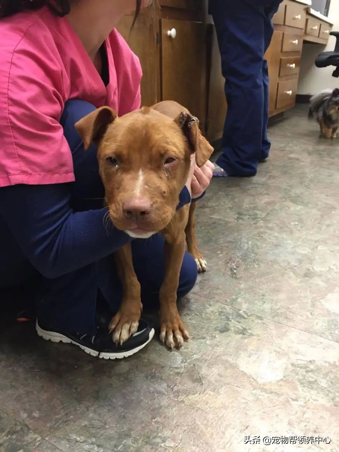 狗狗脑袋上长脓包是什么病,狗狗犬瘟头肿