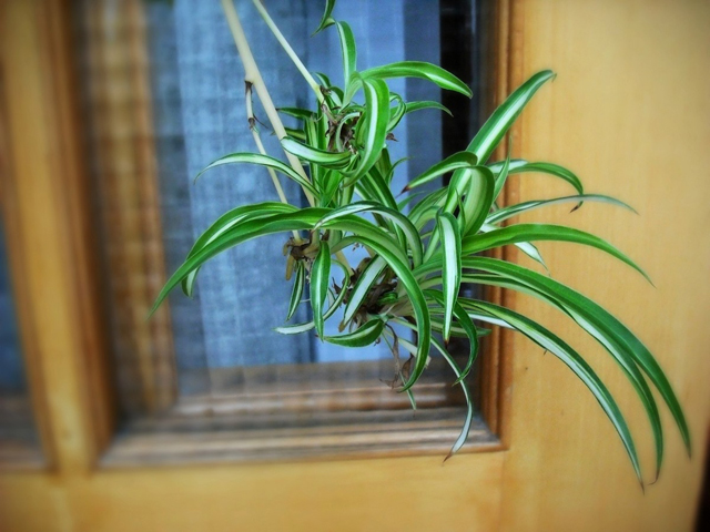 几种方法除甲醛最有效,新房除甲醛哪种植物最好最有效