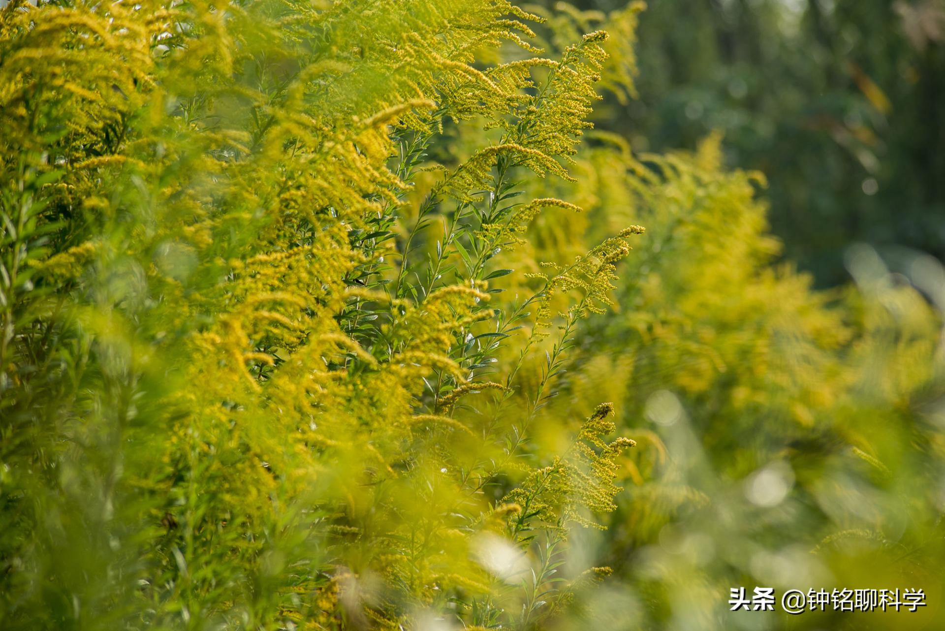 加拿大一枝黄花入侵浙江多地,加拿大一枝黄花有没有入侵福建