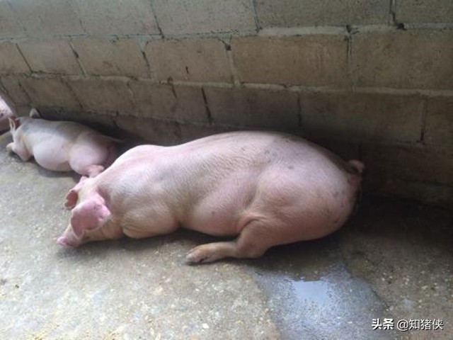 猪群轮状病毒,猪回肠炎便血