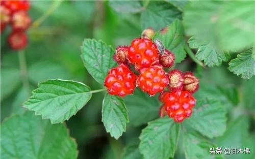 童年野果子,儿时的野果子总让人回味无穷