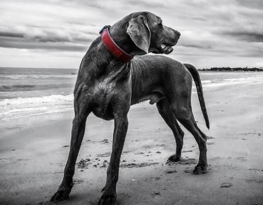 成都人一般说方言还是普通话,重庆话与成都话到底区别有多大