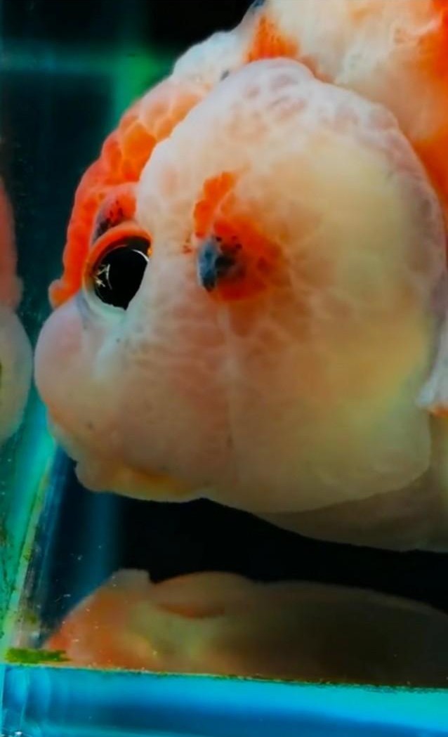 金鱼拉空气便是怎么回事,金鱼空气便治疗