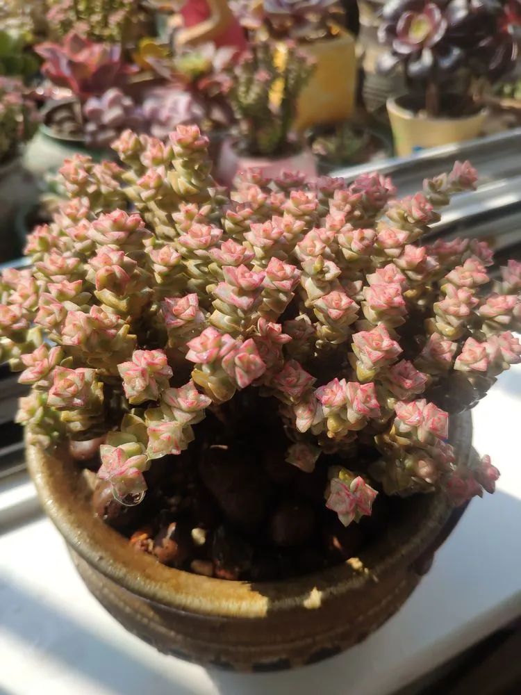 每一棵多肉都承载了一段时光,每一棵多肉都是独一无二