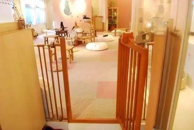 日本的撸猫圣地,日本东京免费撸猫的地方