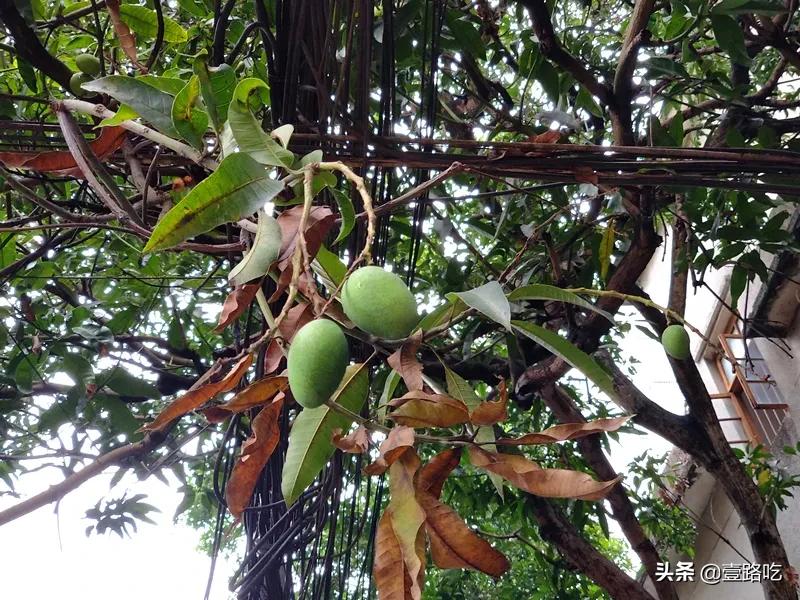 北海|报告！没遇到传销组织，只有吃不尽的海鲜美食