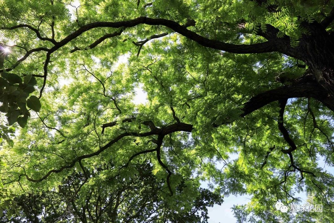 二木带你游花园|邱园（kewgarden）离我们到底有多远？