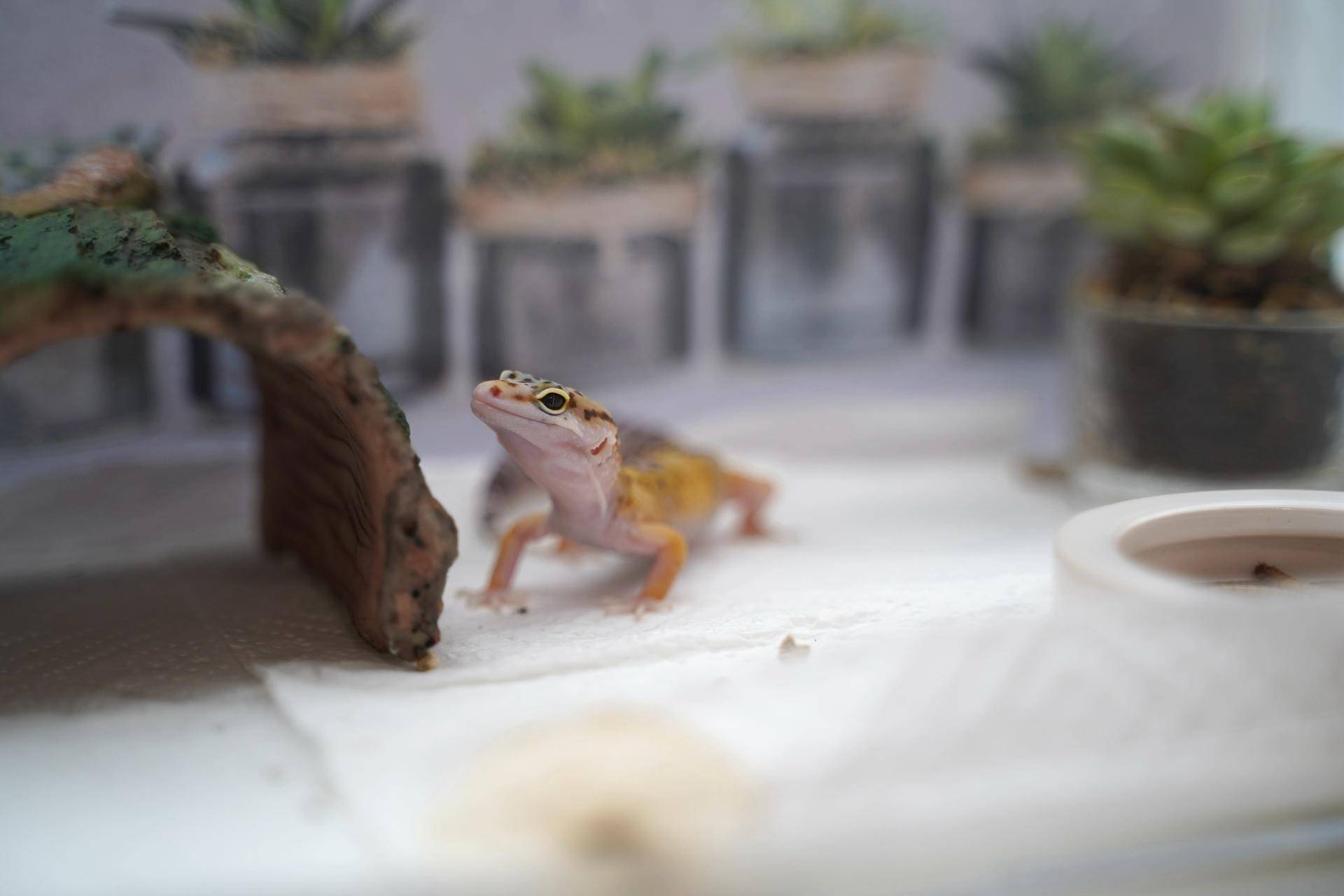 饲养可爱又呆萌傻傻的豹纹守宫,如何饲养好一只豹纹守宫