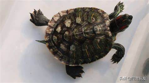 龟背甲透明发白又软,龟苗背甲发白怎么回事