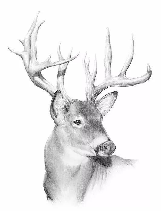 绱犳弿鍏ラ棬鍔ㄧ墿,绱犳弿鍔ㄧ墿瑙ｆ瀽