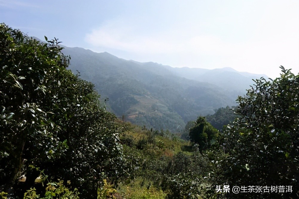 真正的普洱茶原产地,真正的地界是什么样子