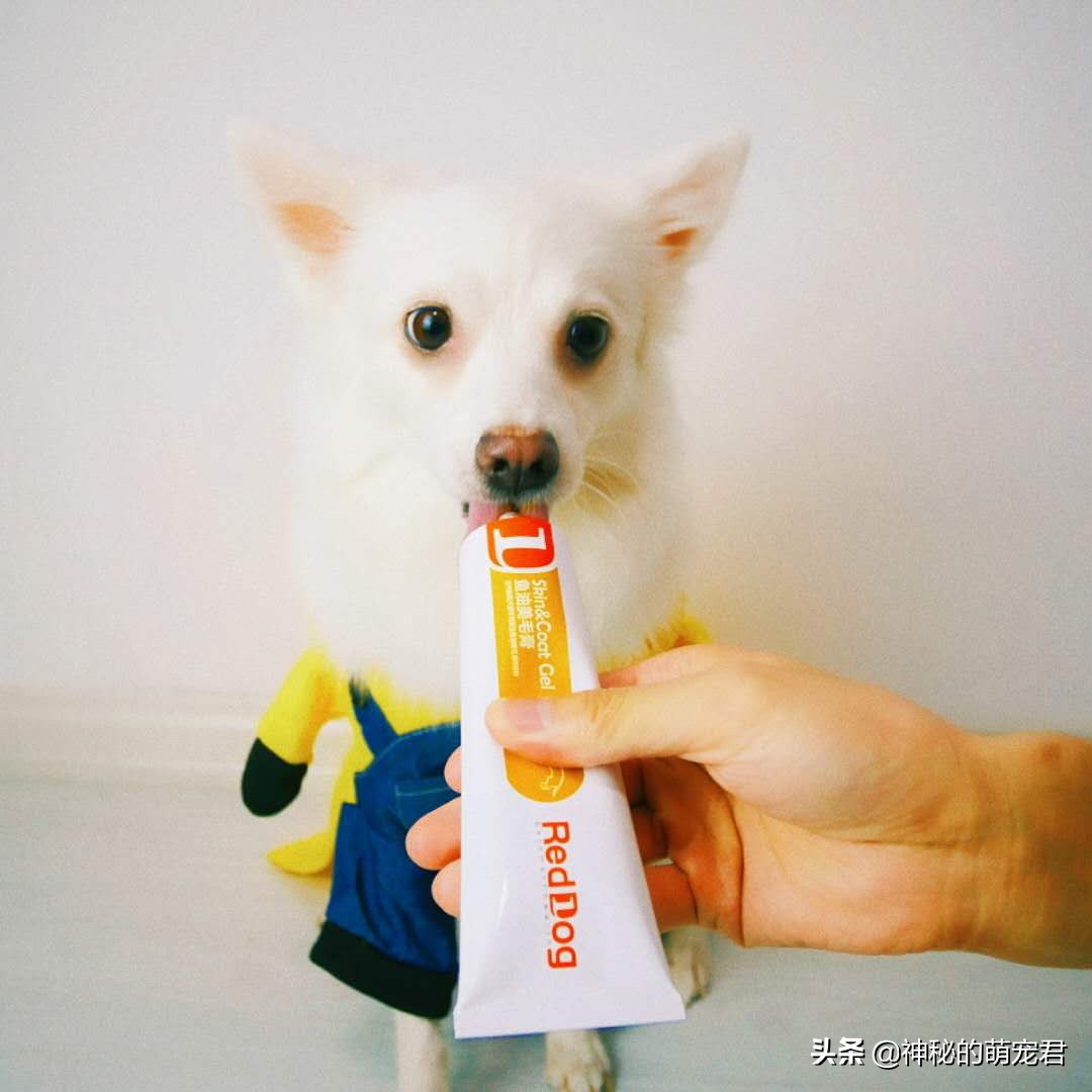 reddog红狗猫粮测评,reddog红狗鱼油美毛膏