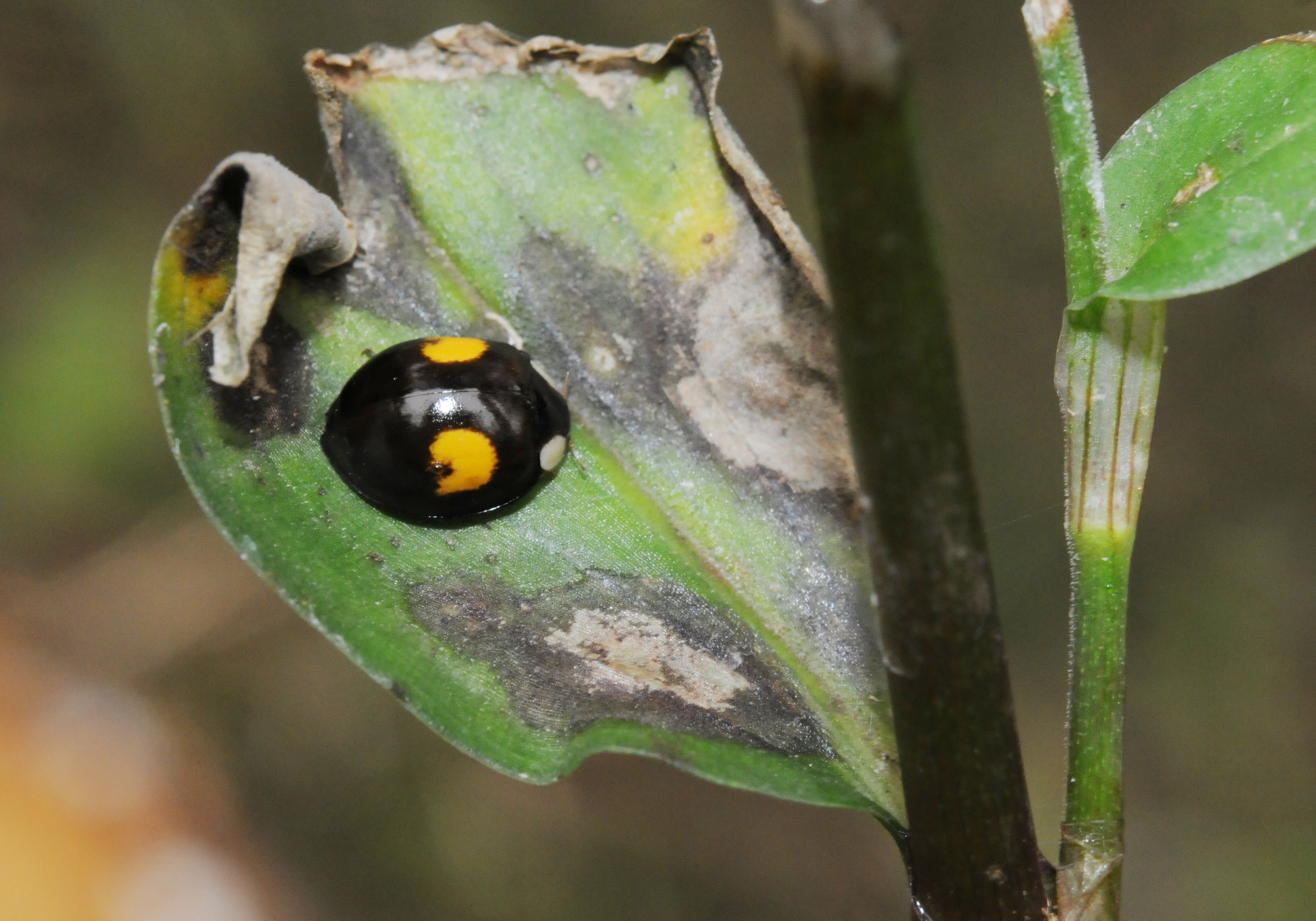 异色瓢虫和四星瓢虫,异色瓢虫与瓢虫的区别