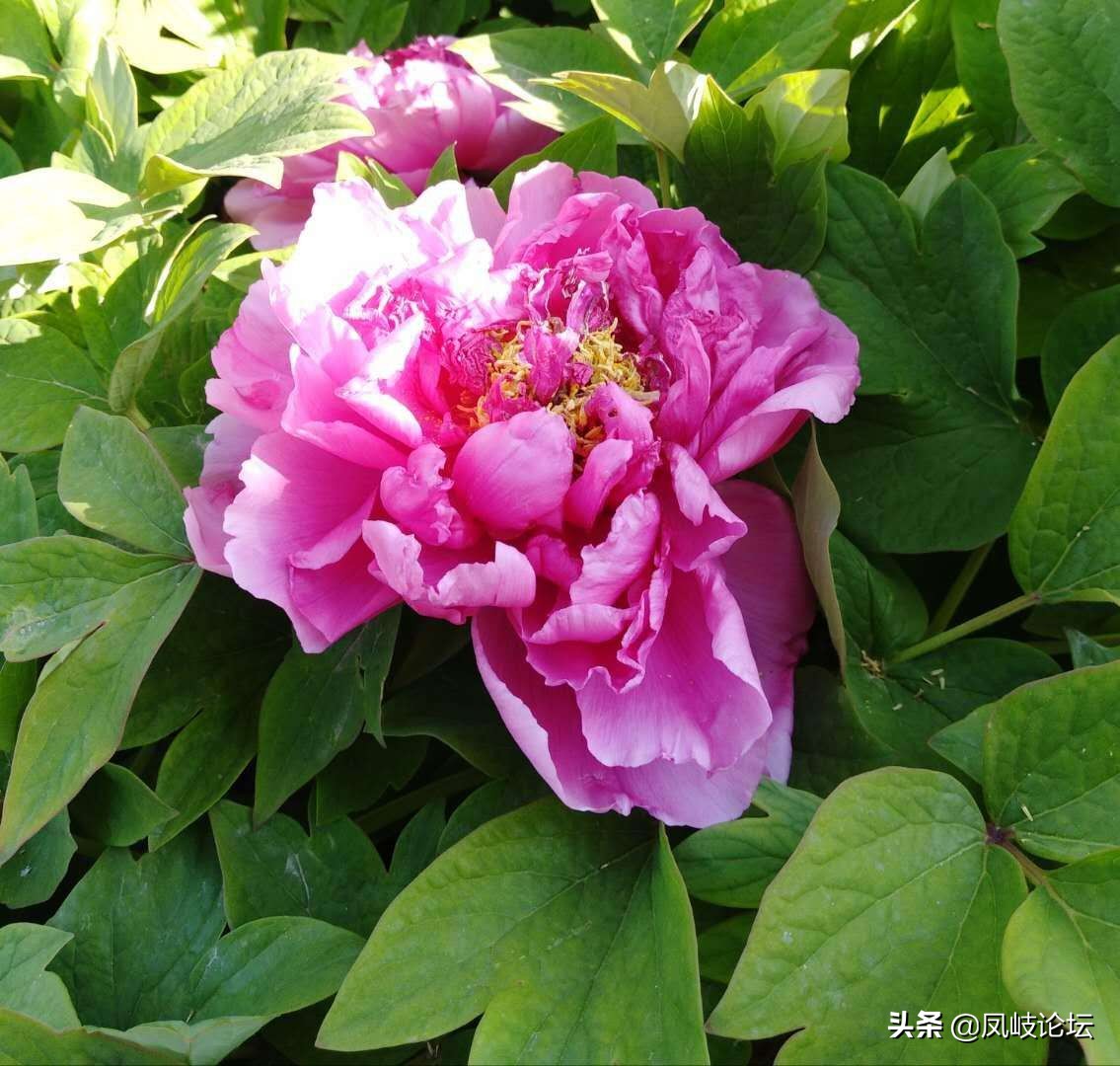 每日一语每天一语,每日一篇每日一言