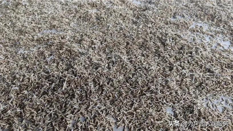 太心疼！广西来宾这些农民屋内晾满稻谷，收回家了还长芽