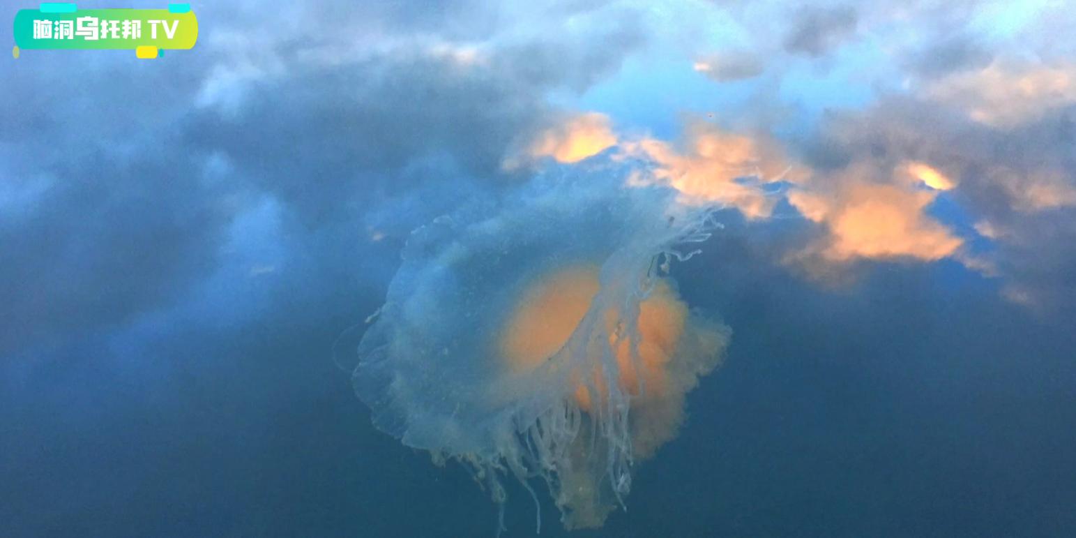 大气层中的不明巨型生物,大气层外的巨型不明奇怪生物