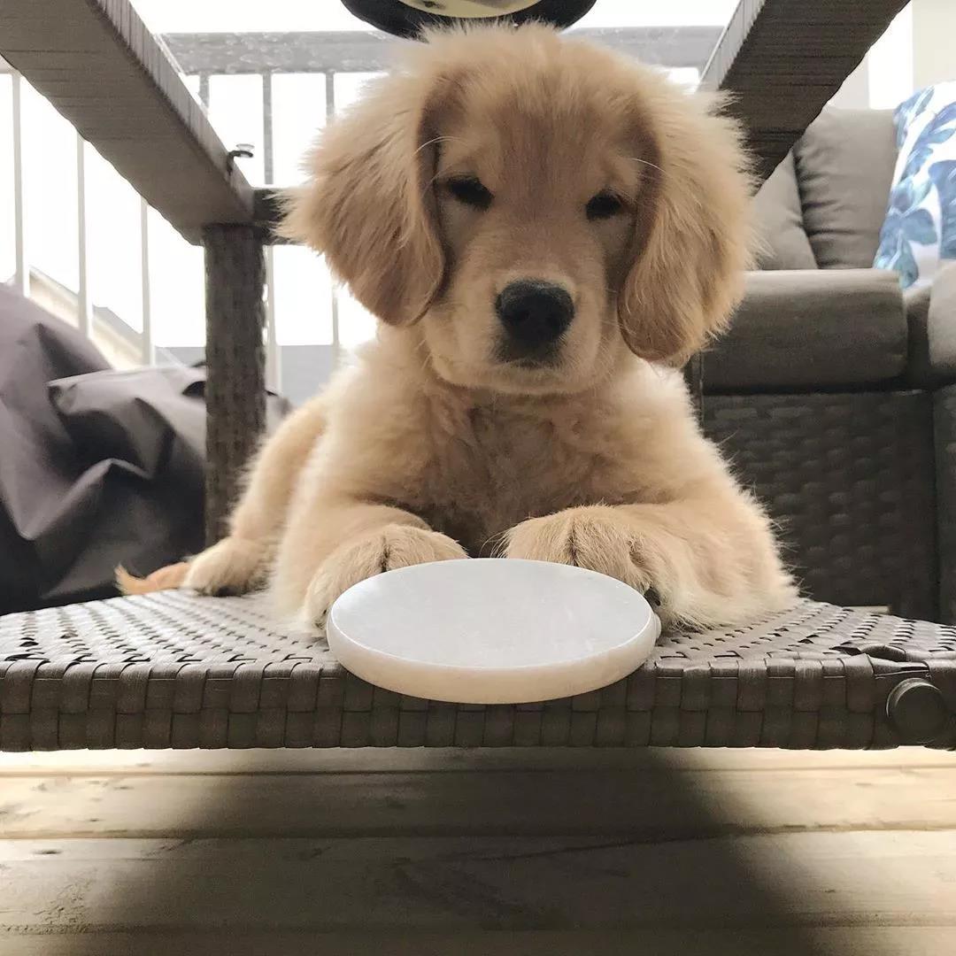 那个推荐我养金毛的人，你出来一下