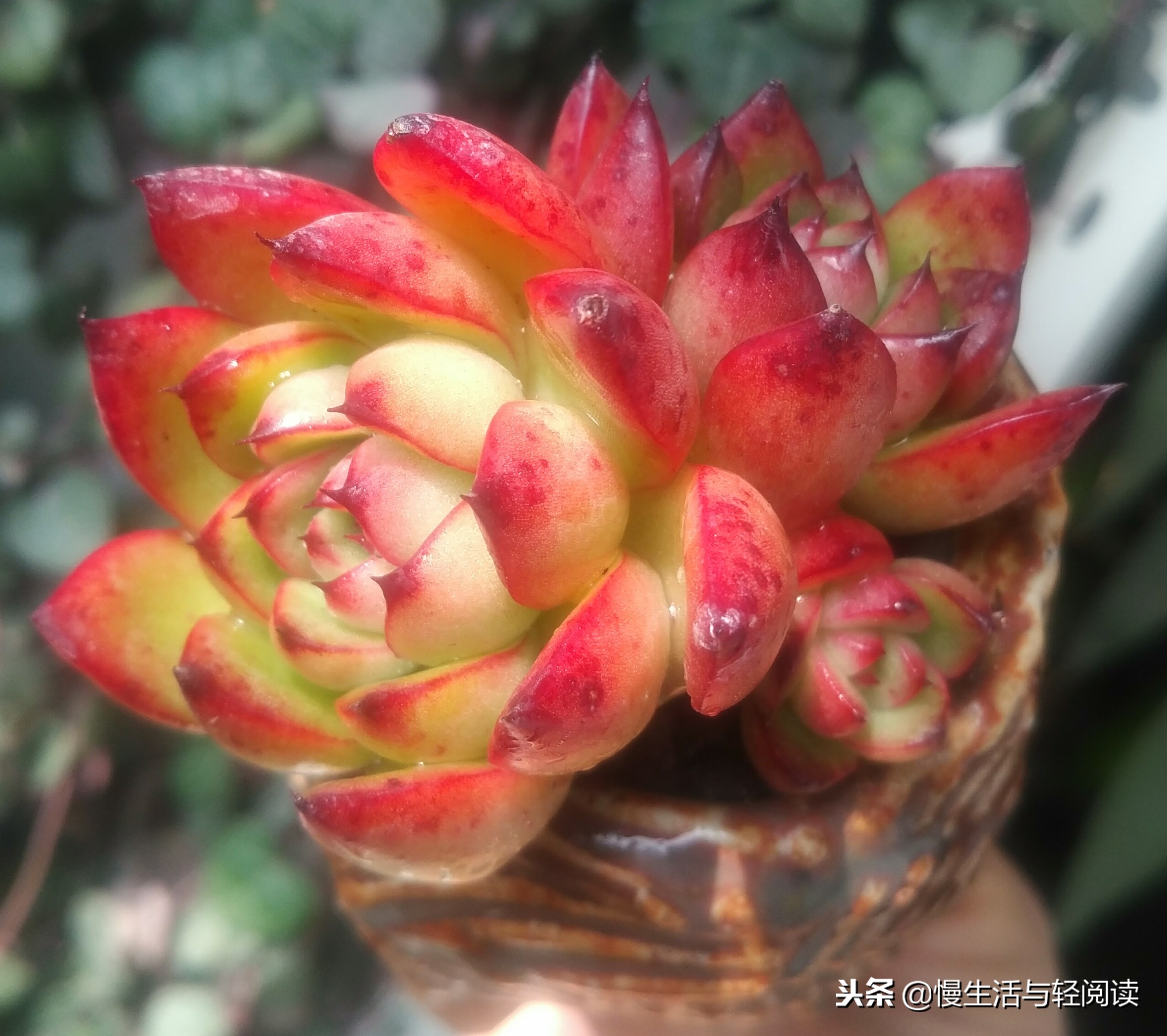 《慢生活·轻阅读》1480期