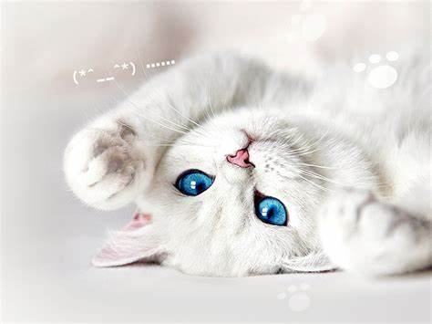 猫奴必看收藏级有关猫咪冷知识,猫咪一生的秘密猫奴必看