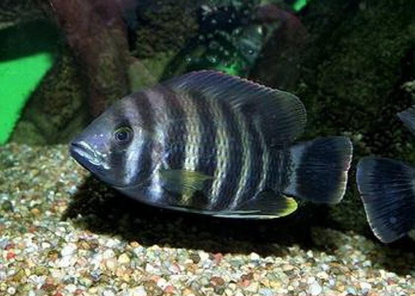 观赏鱼最怕的10件事,如果做不到这几点不要养猫咪