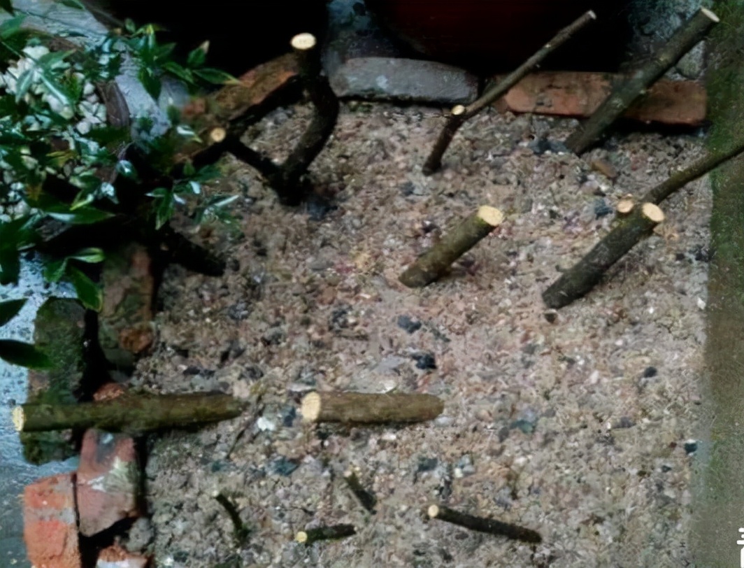 4种路边“高价树”，剪1段“枝条”插沙土里，30天白根冒、长势猛