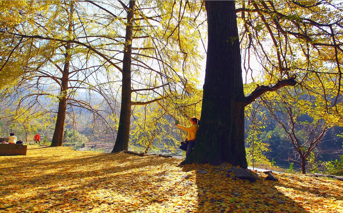 重庆之旅怎么样,重庆避暑5日游攻略从南川开始