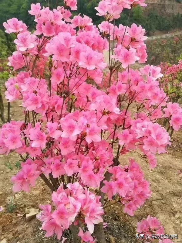 美景就在家门口下句是,美景就在家门外