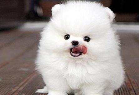 向往优宠_宠物,博美夏天呼吸不畅怎么办_出气困难_喘气_鼻塞_